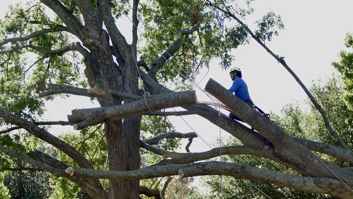 Professional Crown Thinning performed by certified arborists in Friedensburg