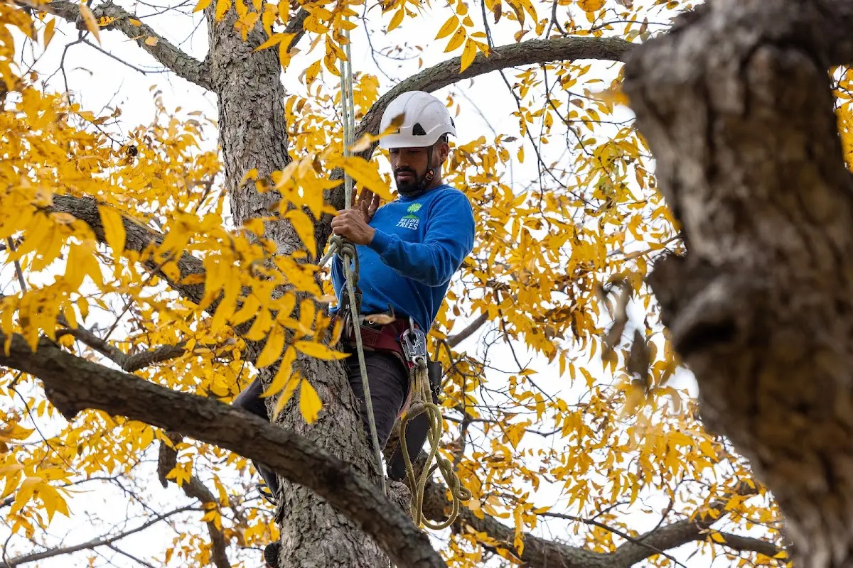 Skilled Tree Pruning crew working in Friedensburg