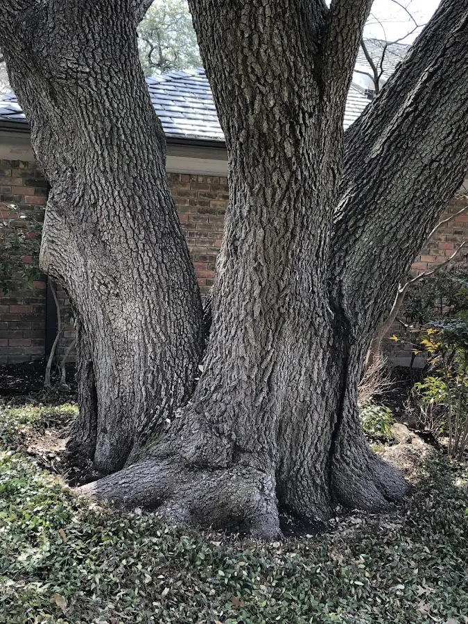 Mature heritage tree close to a Friedensburg property cared for by certified arborists